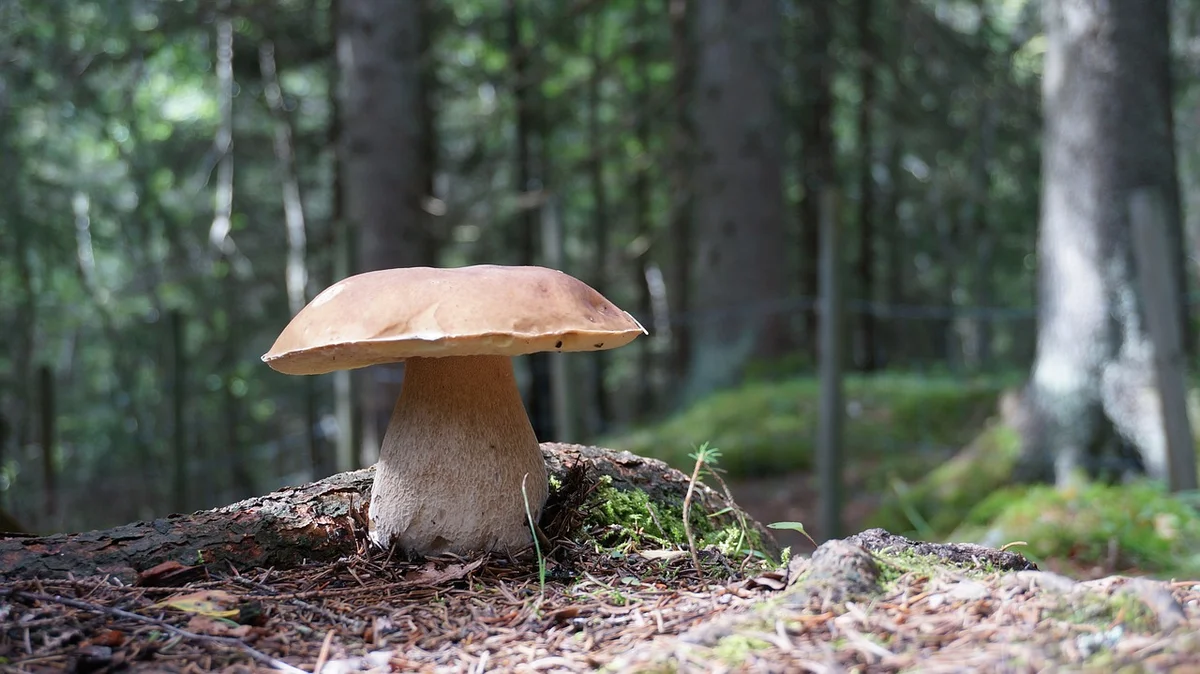 Cortino - Istruzioni per la raccolta funghi epigei spontanei da parte dei non residenti in Abruzzo